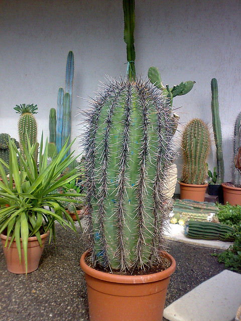 کاکتوس ساگوارو